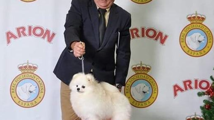 Premio al mejor cachorro para Poko of true Victoria