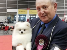 pomerania-blanco-cachorro