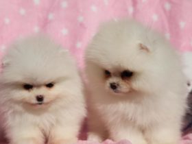 cachorros pomerania blanco